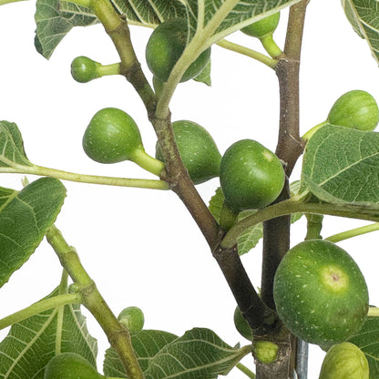 Small green, unripe figs growing on leafy branches of a Fignomenal Fig tree, isolated on a plain white background.