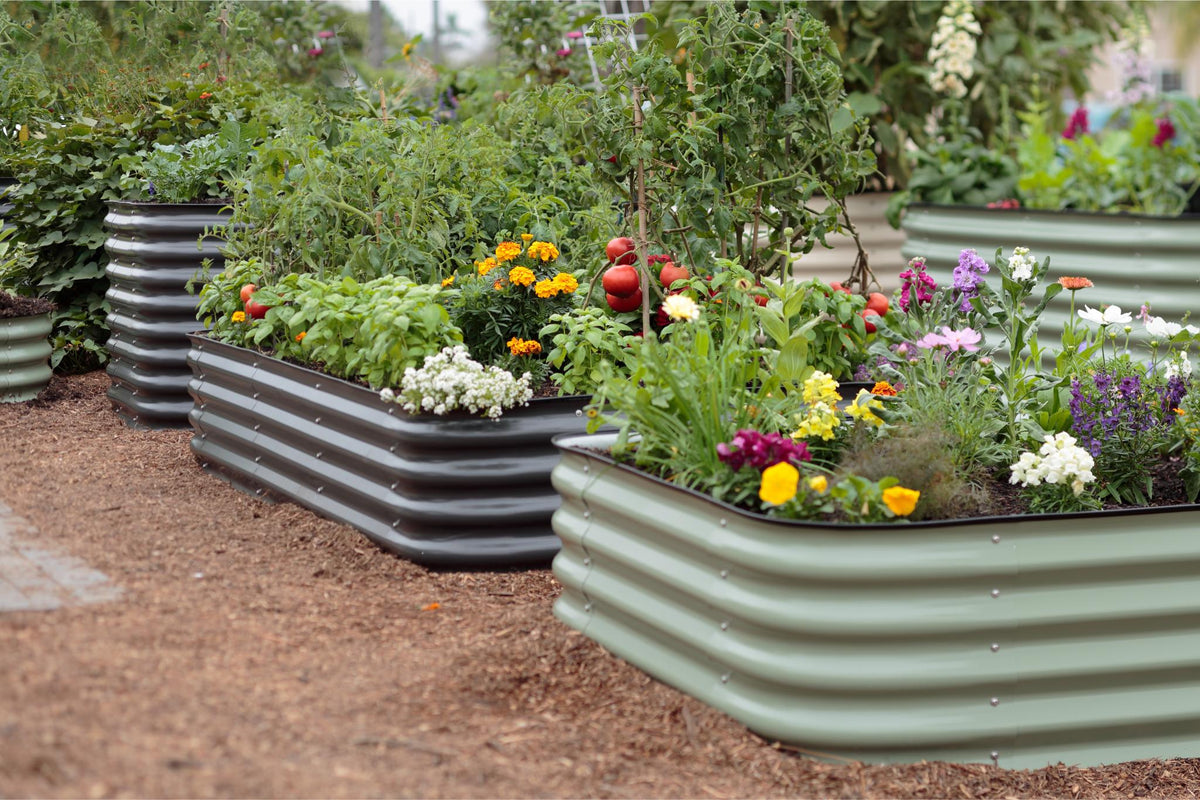 Epic raised beds growing a thriving garden