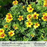 Naughty Marietta French marigolds in bloom, single yellow petals marked with deep maroon-red blotches around orange centres, clustered among ferny green foliage in sunlight.