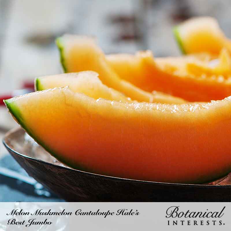Close-up of juicy orange cantaloupe wedges with green rinds arranged in a dark bowl, showcasing the deep salmon-colored flesh of Hale's Best Jumbo muskmelon.