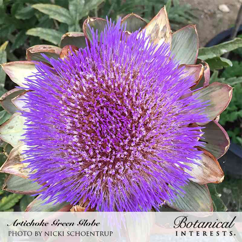 Close-up of a fully bloomed Green Globe artichoke flower, its dense mass of vivid purple thistle-like petals emerging from tan-edged, scaly bracts, set against blurred green foliage.