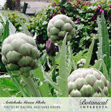 Several rounded Green Globe artichoke buds with tightly layered, silvery-green bracts tinged purple grow among gray-green serrated leaves, with magenta bougainvillea blooming in the background; text labels the variety as Artichoke Green Globe.