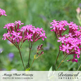 Clusters of small, star-shaped magenta-pink flowers with slender tubular bases atop upright reddish stems, set against a blurred green garden background; caption reads 