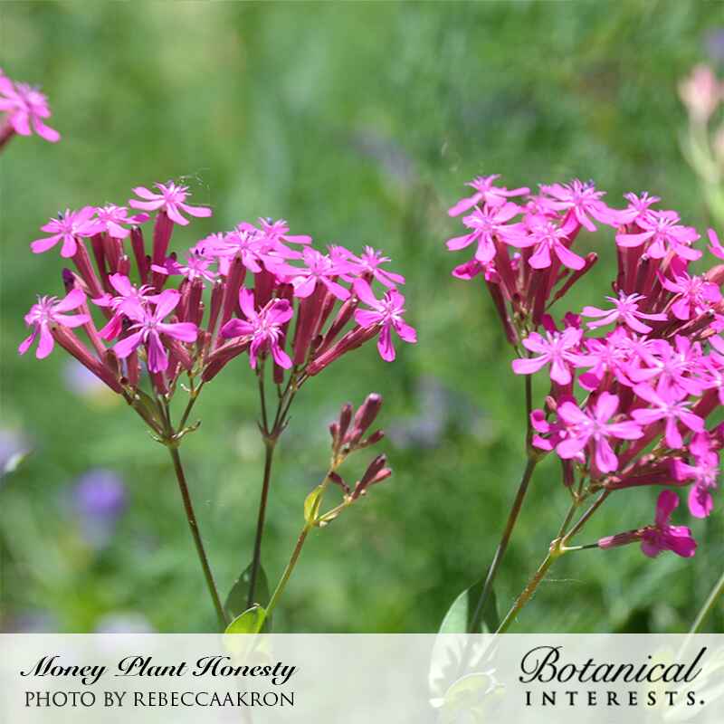 Clusters of small, star-shaped magenta-pink flowers with slender tubular bases atop upright reddish stems, set against a blurred green garden background; caption reads 
