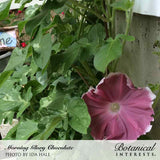 A single mauve-pink Chocolate morning glory flower with a pale throat blooms among heart-shaped green leaves climbing near a weathered concrete post, with a small red-flowered plant visible in the background.
