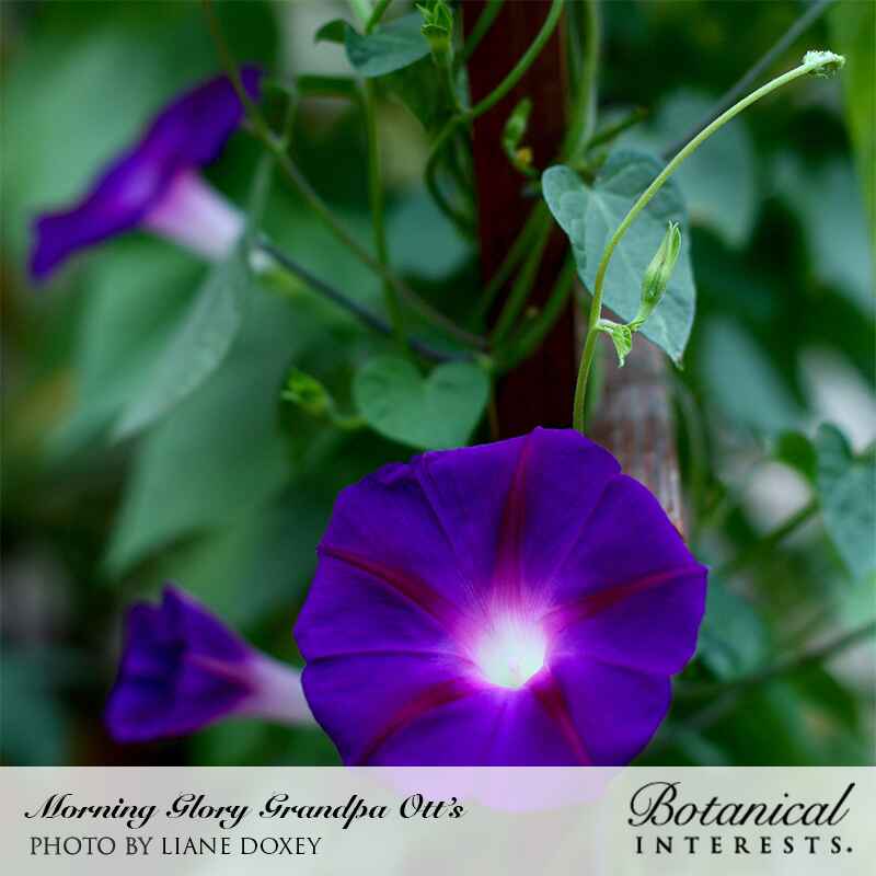 Close-up of Grandpa Ott's morning glory, a deep purple trumpet-shaped flower with dark maroon star markings and a white throat, twining vines climbing a wooden trellis in the background.