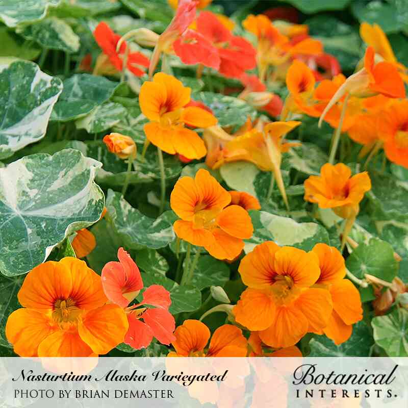 Nasturtium Alaska Variegated flowers in orange and red with dark centers bloom amid cream-and-green mottled leaves, with text identifying the plant name and photo credit.