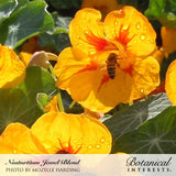 A honeybee gathers pollen from a dew-covered orange-yellow nasturtium bloom with deep red-orange veining at its throat, surrounded by rounded green leaves and more blossoms in bright sunlight; text below reads 