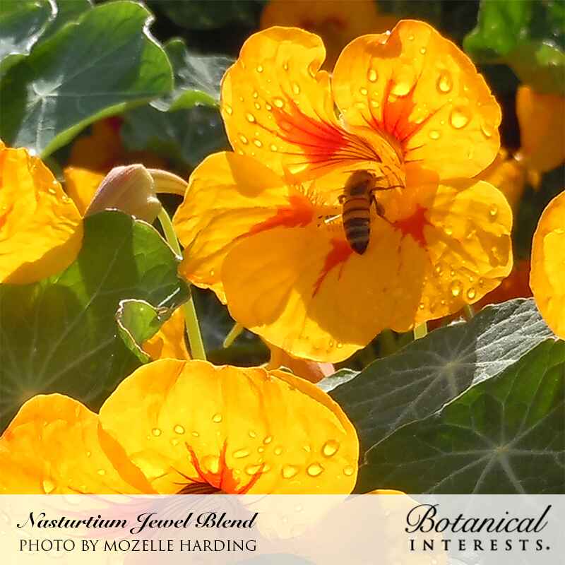 A honeybee gathers pollen from a dew-covered orange-yellow nasturtium bloom with deep red-orange veining at its throat, surrounded by rounded green leaves and more blossoms in bright sunlight; text below reads 