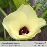 Close-up photo of a pale yellow okra flower with a deep maroon center, surrounded by green foliage, labeled 