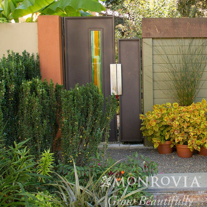 Garden scene with a modern gate and Monrovia branding