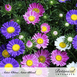 Cluster of China aster blooms in purple, pink, and white with yellow centers, some still tight green buds, growing amid narrow green foliage, labeled Aster China Aster Blend by Botanical Interests.