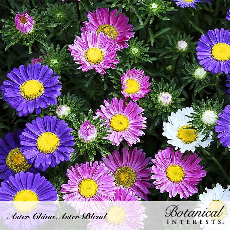 Cluster of China aster blooms in purple, pink, and white with yellow centers, some still tight green buds, growing amid narrow green foliage, labeled Aster China Aster Blend by Botanical Interests.