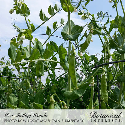 Wando shelling pea vines climbing a trellis, with white flowers and plump green pods hanging among the tendrils and leaves against a blue sky.