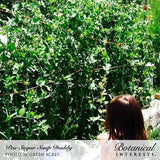 Full view of a lush green Sugar Daddy snap pea plant with dense foliage and small white flowers, featuring 