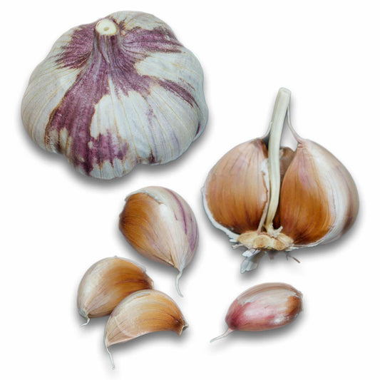 Blossom Hardneck Garlic bulbs on a white background