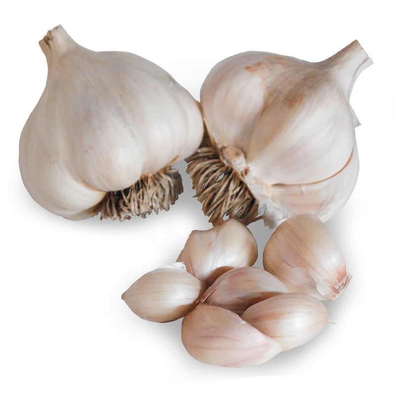 Two whole Nootka Rose garlic bulbs with papery white skin streaked pink, roots intact, alongside a loose cluster of separated cloves in front, on a plain white background.