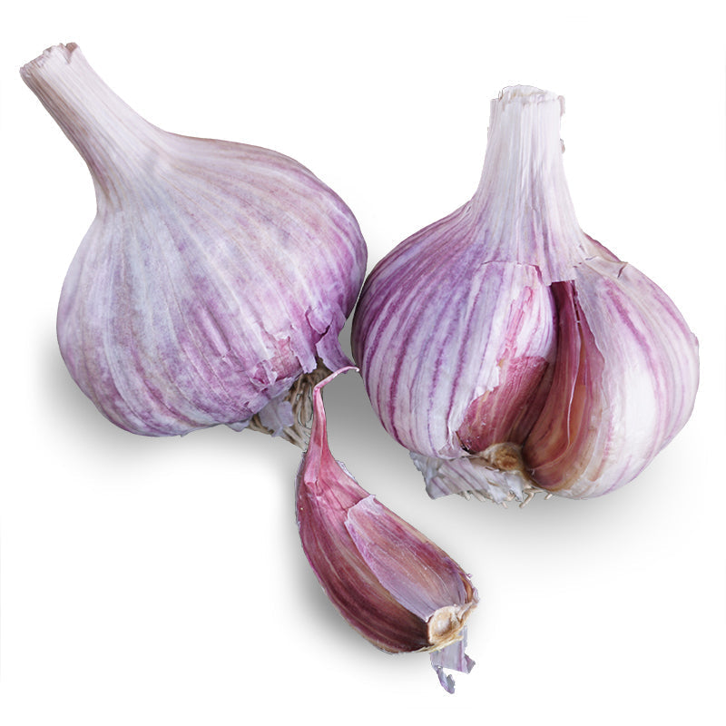 Two whole Chesnok Red garlic bulbs with papery white and purple-streaked skins, one showing a loose clove split away revealing deep purple-tinged cloves, on a white background.