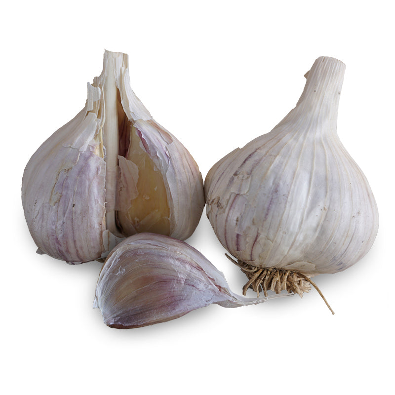 Two whole Music hardneck garlic bulbs with papery white and purple-streaked skins, one split open to reveal plump cloves, plus a single loose clove with dried roots attached, on a white background.