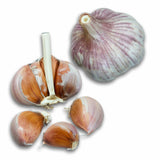 Shandong Hardneck Garlic bulbs on a white background