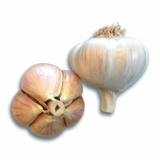 Two Majestic Hardneck Garlic bulbs on a white background