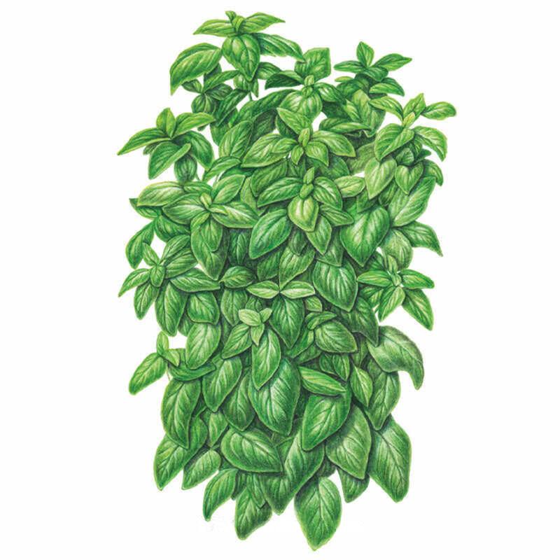 Botanical illustration of Everleaf Emerald Towers basil, showing a dense, upright mound of glossy pointed green leaves with pale veining, set against a plain white background.