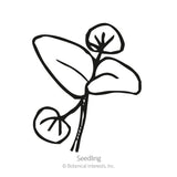 Simple black-and-white line illustration of a mint seedling, showing rounded cotyledon leaves and a pair of larger pointed true leaves on a slender stem, labeled 
