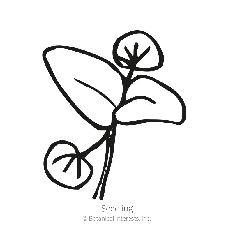 Simple black-and-white line illustration of a mint seedling, showing rounded cotyledon leaves and a pair of larger pointed true leaves on a slender stem, labeled 