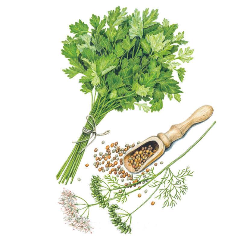 Botanical illustration of Moroccan cilantro showing a tied bunch of leafy green stems, a wooden scoop of round tan and green coriander seeds, and feathery flowering stalks with small white blooms and seed clusters.