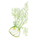 Botanical illustration of a fennel bulb with pale, layered white-green flesh and tall stalks topped by feathery, threadlike green fronds, shown against a plain white background.