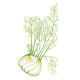 Botanical illustration of a fennel bulb with pale, layered white-green flesh and tall stalks topped by feathery, threadlike green fronds, shown against a plain white background.