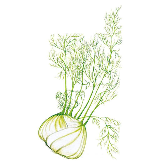 Botanical illustration of a fennel bulb with pale, layered white-green flesh and tall stalks topped by feathery, threadlike green fronds, shown against a plain white background.