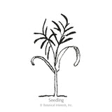 Black and white line drawing of a young fennel seedling with a single upright stem, two curved cotyledon leaves, and feathery emerging foliage, labeled 