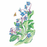 Botanical illustration of a borage plant in bloom with star-shaped blue flowers, pink buds, green leaves, and a honeybee hovering near the blossom.