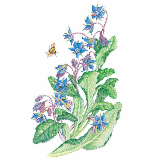Botanical illustration of a borage plant in bloom with star-shaped blue flowers, pink buds, green leaves, and a honeybee hovering near the blossom.