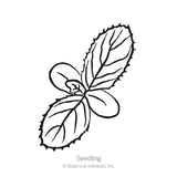 Black and white line art illustration of a borage seedling showing notched leaves, labeled 