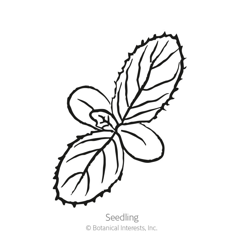 Black and white line art illustration of a borage seedling showing notched leaves, labeled 