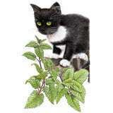 Illustration of a black and white cat sitting on a tree branch above leafy green catnip plants