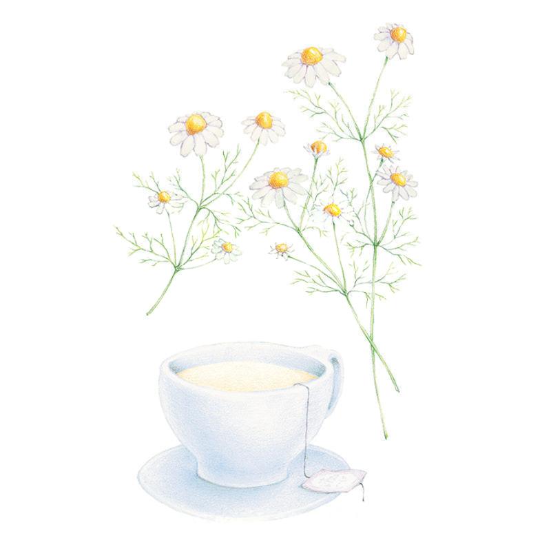 Botanical illustration of delicate white and yellow German chamomile flowers stems rising above a teacup on a white background.