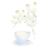 Botanical illustration of delicate white and yellow German chamomile flowers stems rising above a teacup on a white background.