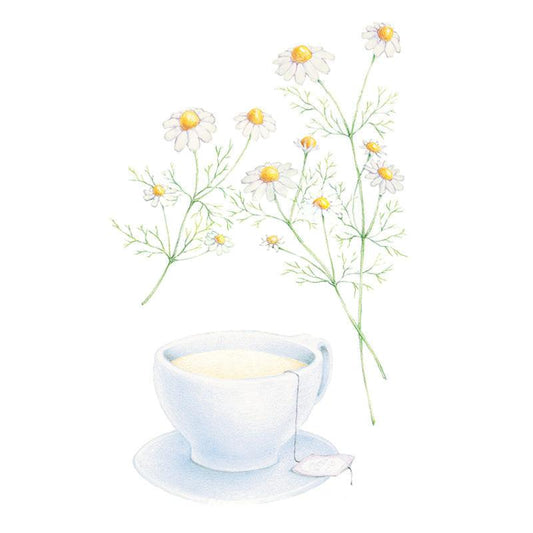 Botanical illustration of delicate white and yellow German chamomile flowers stems rising above a teacup on a white background.