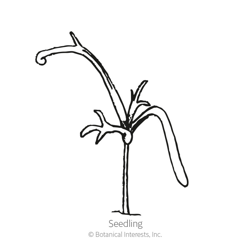 Black and white line art illustration of a young German chamomile seedling with thin, delicate leaves, labeled "Seedling" with copyright text for Botanical Interests, Inc.