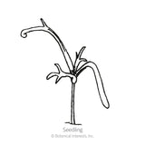 Black and white line art illustration of a young German chamomile seedling with thin, delicate leaves, labeled 