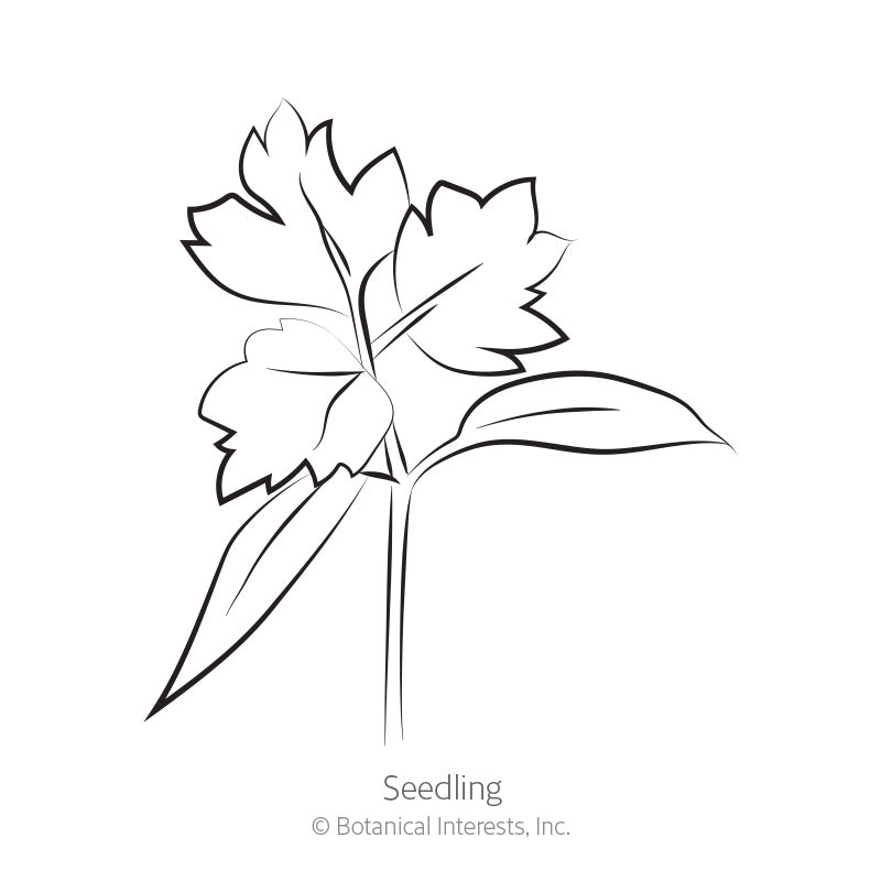 Line drawing of a chervil seedling, showing lobed, jagged-edged leaves branching from a slender stem, labeled 