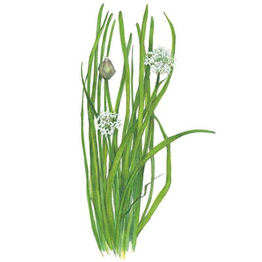 Botanical illustration of garlic chives showing tall slender green blades topped with small clusters of star-shaped white flowers and one unopened bud, set against a plain white background.