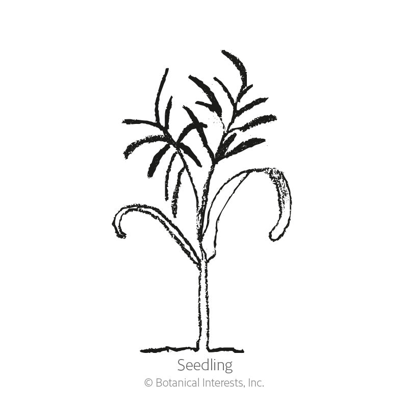 Black and white line drawing of a young fennel seedling with a slender stem, two arching lower leaves, and feathery upper foliage, labelled "Seedling" beneath.