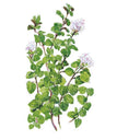 Botanical illustration of true Greek oregano showing sprawling stems with small rounded green leaves and clusters of tiny pale pink flowers, set against a plain white background.
