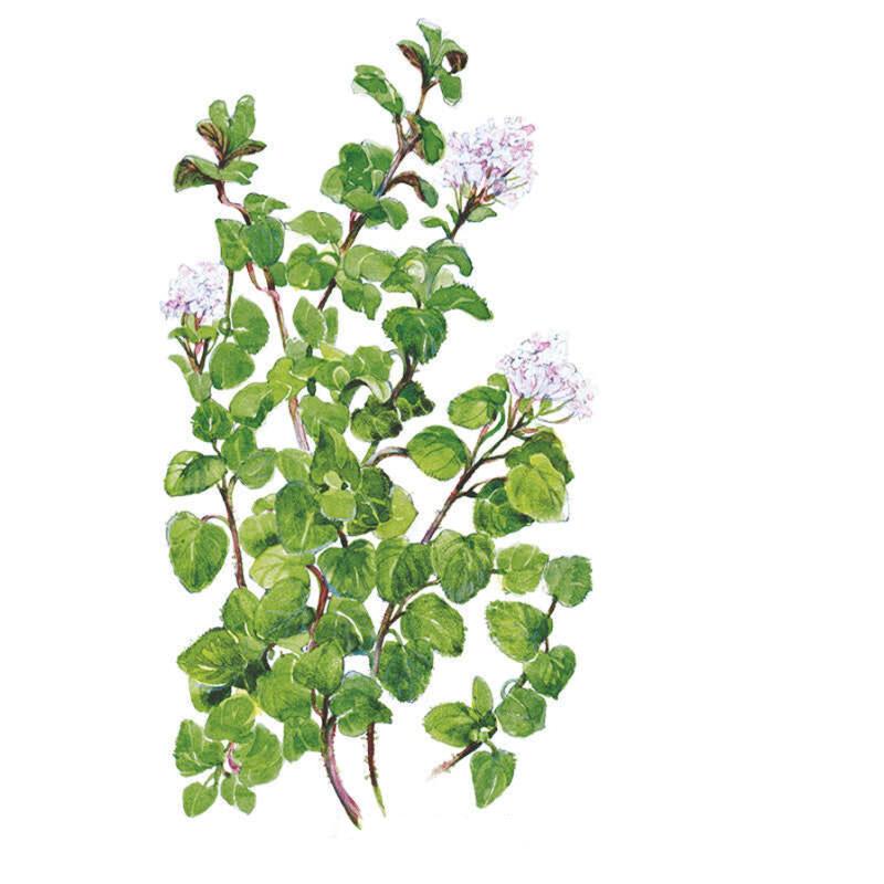 Botanical illustration of true Greek oregano showing sprawling stems with small rounded green leaves and clusters of tiny pale pink flowers, set against a plain white background.
