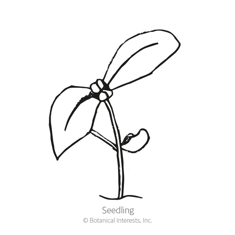 Black and white line illustration of a young seedling with two rounded cotyledon leaves and an emerging true leaf on a single stem, labeled "Seedling."