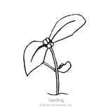 Black and white line illustration of a young seedling with two rounded cotyledon leaves and an emerging true leaf on a single stem, labeled 